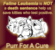 FeLV/FIV/FIP Awareness Ring graphic