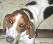 Libby