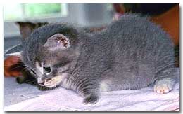 Gray/White kitten