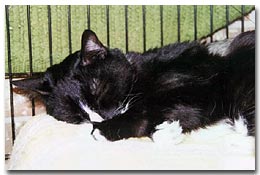 Kit Kat Napping