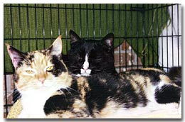 Belle and Kit