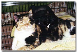 Belle and Kit Kat