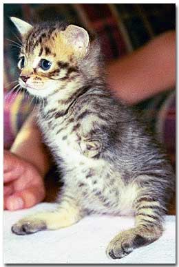 Cutie