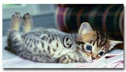 Tabby