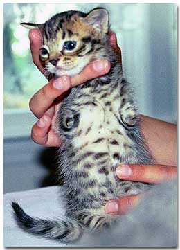 Tabby
