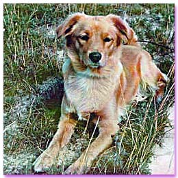 Heidi