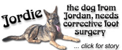 URGENT - Jordie, dog from Jordan, needs corrective foot surgery.