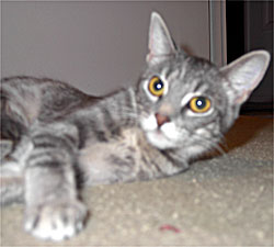 Misty - Mike's kitty