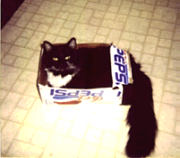 Bailey Pepsi Box