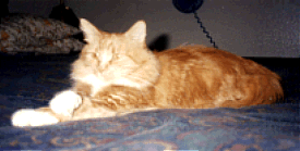Bud's On The Bed