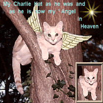 Charlie Kat'My Angel'
