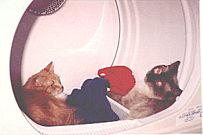 Joey And Bud's In The Dryer