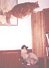 I Fly Thru The Air, With The Greatest Of Ease