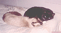 Fred An Joey Catching A Nap