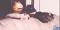 Teenye And (baby)Joey Napping