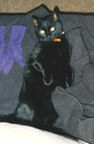  My Sweet Ninja