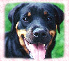 Hello, I'm Timberlynd