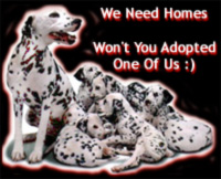 Please Adopt Us - Thank You :)