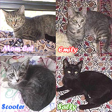 Momma and her kittens, Scooter, Sally and Emily