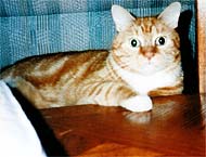 Baby Sokoll