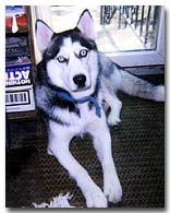 Prancer