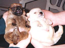 Sugar and Honey bear - Sweeties Surviving Pups