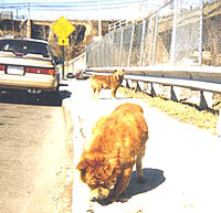 Max, Tommy and Rusty