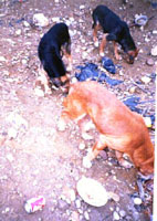 Dogs In Jamaica Area