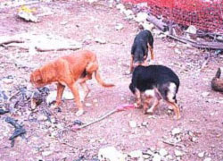Lonely Homeless Dogs In Jamaica Area