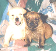 Sugar and Honey Bear - Sweeties Surviving Pups