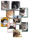 Be-Mi-Kitties ... Ringlink [Homepage]
